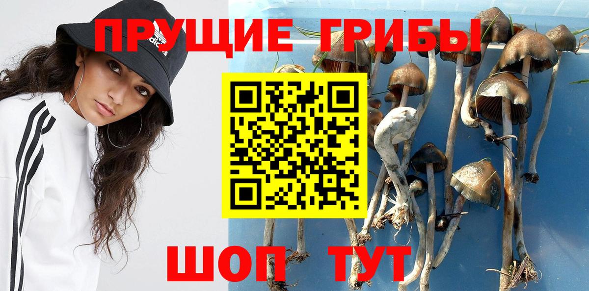 Псилоцибиновые грибы прущие грибы  Вход с VPN  Торжок  Псилоцибиновые грибы мухоморы 